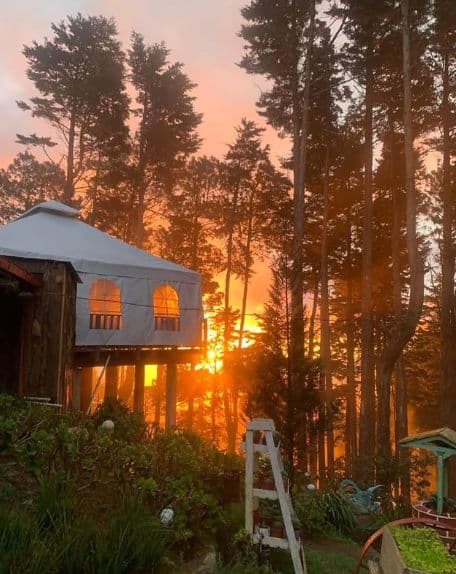 Experience in a Cabin among Pines and Strawberries