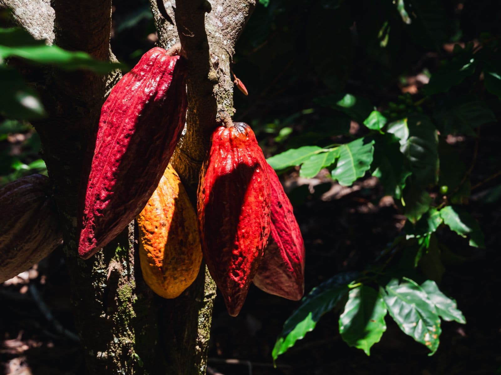 Cacao Tour and Stingless Bee Sanctuary in Comasagua